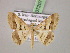  ( - BC ZSM Lep 07207)  @14 [ ] CreativeCommons - Attribution Non-Commercial Share-Alike (2010) Unspecified SNSB, Zoologische Staatssammlung Muenchen