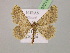  ( - BC ZSM Lep 07211)  @13 [ ] CreativeCommons - Attribution Non-Commercial Share-Alike (2010) Unspecified SNSB, Zoologische Staatssammlung Muenchen