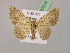  ( - BC ZSM Lep 07215)  @13 [ ] CreativeCommons - Attribution Non-Commercial Share-Alike (2010) Unspecified SNSB, Zoologische Staatssammlung Muenchen