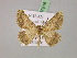  ( - BC ZSM Lep 07216)  @14 [ ] CreativeCommons - Attribution Non-Commercial Share-Alike (2010) Unspecified SNSB, Zoologische Staatssammlung Muenchen