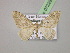  (Xanthorhoe wiltshirei - BC ZSM Lep 07228)  @14 [ ] CreativeCommons - Attribution Non-Commercial Share-Alike (2010) Unspecified SNSB, Zoologische Staatssammlung Muenchen