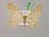  (Charissa AH01Ir - BC ZSM Lep 07230)  @11 [ ] CreativeCommons - Attribution Non-Commercial Share-Alike (2010) Unspecified SNSB, Zoologische Staatssammlung Muenchen
