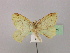  ( - BC ZSM Lep 09721)  @13 [ ] CreativeCommons - Attribution Non-Commercial Share-Alike (2010) Unspecified SNSB, Zoologische Staatssammlung Muenchen