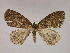  ( - BC ZSM Lep 09729)  @12 [ ] CreativeCommons - Attribution Non-Commercial Share-Alike (2010) Unspecified SNSB, Zoologische Staatssammlung Muenchen