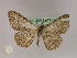  ( - BC ZSM Lep 09733)  @12 [ ] CreativeCommons - Attribution Non-Commercial Share-Alike (2010) Unspecified SNSB, Zoologische Staatssammlung Muenchen