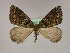  (Xylopteryx simaAH02Et - BC ZSM Lep 09741)  @13 [ ] CreativeCommons - Attribution Non-Commercial Share-Alike (2010) Unspecified SNSB, Zoologische Staatssammlung Muenchen