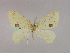  ( - BC ZSM Lep 09743)  @12 [ ] CreativeCommons - Attribution Non-Commercial Share-Alike (2010) Unspecified SNSB, Zoologische Staatssammlung Muenchen
