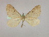  ( - BC ZSM Lep 09744)  @13 [ ] CreativeCommons - Attribution Non-Commercial Share-Alike (2010) Unspecified SNSB, Zoologische Staatssammlung Muenchen