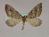  ( - BC ZSM Lep 09745)  @13 [ ] CreativeCommons - Attribution Non-Commercial Share-Alike (2010) Unspecified SNSB, Zoologische Staatssammlung Muenchen