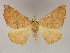  (Xanthisthisa AH04Et - BC ZSM Lep 09749)  @13 [ ] CreativeCommons - Attribution Non-Commercial Share-Alike (2010) Unspecified SNSB, Zoologische Staatssammlung Muenchen