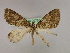  ( - BC ZSM Lep 09755)  @11 [ ] CreativeCommons - Attribution Non-Commercial Share-Alike (2010) Unspecified SNSB, Zoologische Staatssammlung Muenchen