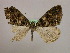  ( - BC ZSM Lep 09758)  @11 [ ] CreativeCommons - Attribution Non-Commercial Share-Alike (2010) Unspecified SNSB, Zoologische Staatssammlung Muenchen