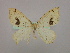 ( - BC ZSM Lep 09762)  @12 [ ] CreativeCommons - Attribution Non-Commercial Share-Alike (2010) Unspecified SNSB, Zoologische Staatssammlung Muenchen