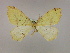  ( - BC ZSM Lep 09764)  @12 [ ] CreativeCommons - Attribution Non-Commercial Share-Alike (2010) Unspecified SNSB, Zoologische Staatssammlung Muenchen