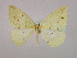  (Epigynopteryx AH05Et - BC ZSM Lep 09770)  @13 [ ] CreativeCommons - Attribution Non-Commercial Share-Alike (2010) Unspecified SNSB, Zoologische Staatssammlung Muenchen