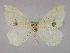  ( - BC ZSM Lep 09772)  @13 [ ] CreativeCommons - Attribution Non-Commercial Share-Alike (2010) Unspecified SNSB, Zoologische Staatssammlung Muenchen