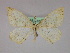  ( - BC ZSM Lep 09773)  @13 [ ] CreativeCommons - Attribution Non-Commercial Share-Alike (2010) Unspecified SNSB, Zoologische Staatssammlung Muenchen