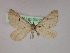  ( - BC ZSM Lep 09777)  @13 [ ] CreativeCommons - Attribution Non-Commercial Share-Alike (2010) Unspecified SNSB, Zoologische Staatssammlung Muenchen