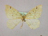  ( - BC ZSM Lep 09779)  @12 [ ] CreativeCommons - Attribution Non-Commercial Share-Alike (2010) Unspecified SNSB, Zoologische Staatssammlung Muenchen