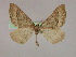  ( - BC ZSM Lep 09780)  @13 [ ] CreativeCommons - Attribution Non-Commercial Share-Alike (2010) Unspecified SNSB, Zoologische Staatssammlung Muenchen