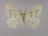  (Epigynopteryx guichardiAH02Et - BC ZSM Lep 09783)  @11 [ ] CreativeCommons - Attribution Non-Commercial Share-Alike (2010) Unspecified SNSB, Zoologische Staatssammlung Muenchen