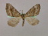  ( - BC ZSM Lep 09786)  @13 [ ] CreativeCommons - Attribution Non-Commercial Share-Alike (2010) Unspecified SNSB, Zoologische Staatssammlung Muenchen