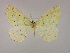  ( - BC ZSM Lep 09788)  @13 [ ] CreativeCommons - Attribution Non-Commercial Share-Alike (2010) Unspecified SNSB, Zoologische Staatssammlung Muenchen