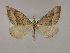  ( - BC ZSM Lep 09791)  @13 [ ] CreativeCommons - Attribution Non-Commercial Share-Alike (2010) Unspecified SNSB, Zoologische Staatssammlung Muenchen