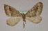  ( - BC ZSM Lep 09793)  @13 [ ] CreativeCommons - Attribution Non-Commercial Share-Alike (2010) Unspecified SNSB, Zoologische Staatssammlung Muenchen