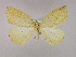  ( - BC ZSM Lep 09795)  @13 [ ] CreativeCommons - Attribution Non-Commercial Share-Alike (2010) Unspecified SNSB, Zoologische Staatssammlung Muenchen
