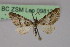  (Eupithecia dilucidaAH13Et - BC ZSM Lep 09813)  @14 [ ] CreativeCommons - Attribution Non-Commercial Share-Alike (2010) Unspecified SNSB, Zoologische Staatssammlung Muenchen