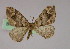  ( - BC ZSM Lep 09817)  @13 [ ] CreativeCommons - Attribution Non-Commercial Share-Alike (2010) Unspecified SNSB, Zoologische Staatssammlung Muenchen