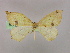  ( - BC ZSM Lep 09827)  @13 [ ] CreativeCommons - Attribution Non-Commercial Share-Alike (2010) Unspecified SNSB, Zoologische Staatssammlung Muenchen