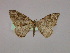  ( - BC ZSM Lep 09839)  @13 [ ] CreativeCommons - Attribution Non-Commercial Share-Alike (2010) Unspecified SNSB, Zoologische Staatssammlung Muenchen