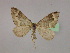  ( - BC ZSM Lep 09840)  @13 [ ] CreativeCommons - Attribution Non-Commercial Share-Alike (2010) Unspecified SNSB, Zoologische Staatssammlung Muenchen
