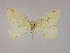  ( - BC ZSM Lep 09860)  @13 [ ] CreativeCommons - Attribution Non-Commercial Share-Alike (2010) Unspecified SNSB, Zoologische Staatssammlung Muenchen