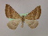  (Scotopteryx AH01Et - BC ZSM Lep 09861)  @15 [ ] CreativeCommons - Attribution Non-Commercial Share-Alike (2010) Unspecified SNSB, Zoologische Staatssammlung Muenchen