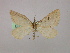  ( - BC ZSM Lep 09864)  @12 [ ] CreativeCommons - Attribution Non-Commercial Share-Alike (2010) Unspecified SNSB, Zoologische Staatssammlung Muenchen