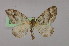  (Xanthorhoe exoristaAH01Et - BC ZSM Lep 09865)  @13 [ ] CreativeCommons - Attribution Non-Commercial Share-Alike (2010) Unspecified SNSB, Zoologische Staatssammlung Muenchen