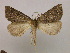  ( - BC ZSM Lep 09868)  @13 [ ] CreativeCommons - Attribution Non-Commercial Share-Alike (2010) Unspecified SNSB, Zoologische Staatssammlung Muenchen