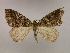  (Xylopteryx AH04Et - BC ZSM Lep 09870)  @13 [ ] CreativeCommons - Attribution Non-Commercial Share-Alike (2010) Unspecified SNSB, Zoologische Staatssammlung Muenchen