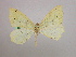  ( - BC ZSM Lep 09871)  @12 [ ] CreativeCommons - Attribution Non-Commercial Share-Alike (2010) Unspecified SNSB, Zoologische Staatssammlung Muenchen