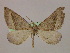  ( - BC ZSM Lep 09881)  @13 [ ] CreativeCommons - Attribution Non-Commercial Share-Alike (2010) Unspecified SNSB, Zoologische Staatssammlung Muenchen