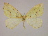  ( - BC ZSM Lep 09882)  @13 [ ] CreativeCommons - Attribution Non-Commercial Share-Alike (2010) Unspecified SNSB, Zoologische Staatssammlung Muenchen