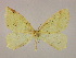  ( - BC ZSM Lep 09885)  @13 [ ] CreativeCommons - Attribution Non-Commercial Share-Alike (2010) Unspecified SNSB, Zoologische Staatssammlung Muenchen