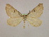  ( - BC ZSM Lep 09890)  @12 [ ] CreativeCommons - Attribution Non-Commercial Share-Alike (2010) Unspecified SNSB, Zoologische Staatssammlung Muenchen