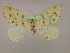  ( - BC ZSM Lep 09897)  @13 [ ] CreativeCommons - Attribution Non-Commercial Share-Alike (2010) Unspecified SNSB, Zoologische Staatssammlung Muenchen