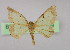  (Zamarada secutaria - BC ZSM Lep 09909)  @14 [ ] CreativeCommons - Attribution Non-Commercial Share-Alike (2010) Unspecified SNSB, Zoologische Staatssammlung Muenchen