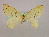  ( - BC ZSM Lep 09916)  @13 [ ] CreativeCommons - Attribution Non-Commercial Share-Alike (2010) Unspecified SNSB, Zoologische Staatssammlung Muenchen