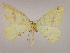  ( - BC ZSM Lep 09917)  @13 [ ] CreativeCommons - Attribution Non-Commercial Share-Alike (2010) Unspecified SNSB, Zoologische Staatssammlung Muenchen